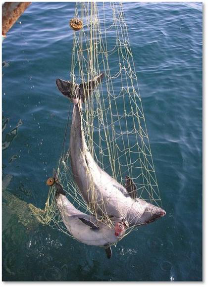 Dolphins caught in fishing nets