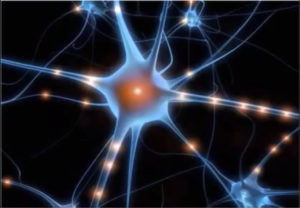 Neuron and Neural Network Green Building Encyclopaedia interconnectivity
